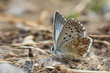 Small blue butterfly, Polyommatus coridon, in nature Chalkhill Blue butterfly or Lysandra coridon 