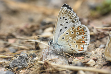 Small blue butterfly, Polyommatus coridon, in nature Chalkhill Blue butterfly or Lysandra coridon 
