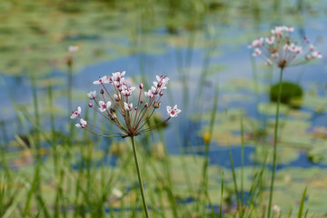 Butomus umbellatus, perennial herb with large inflorescence on the top of the stem