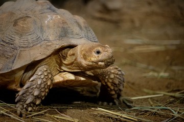 Fototapeta premium single tortoise testudinidae in closeup