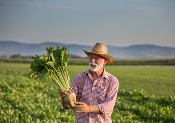 Farmer with sugar beet in field