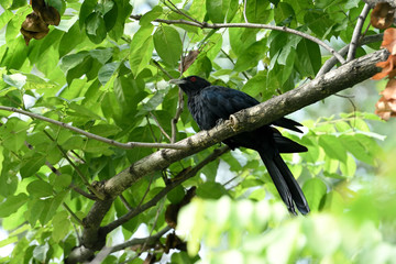 bird on branch