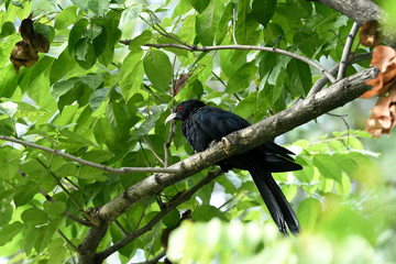 bird on branch