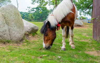 A horse grazing on the grass by the river