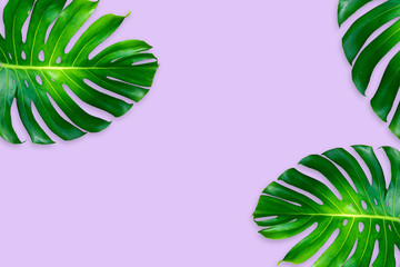 monstera leaves isolated on purple color background