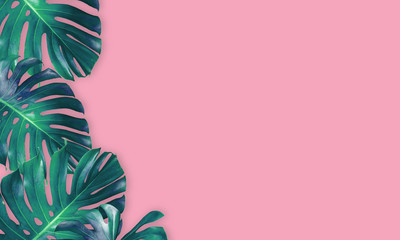 Fototapeta na wymiar monstera leaves isolated on pink background