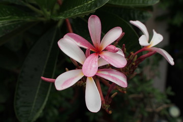 Fototapeta premium OLYMPUS DIGITAL CAMERA