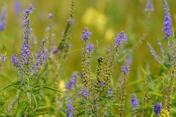Veronica longifolia, grassy plant with a high stem and blue flowers