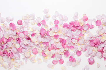 Pink rose flowers petals on white background. Flat lay, top view, copy space.