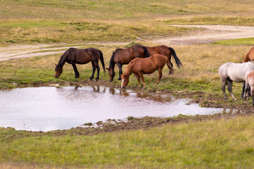Naklejka na ściany i meble herd of horses grazing on a summer green meadow.