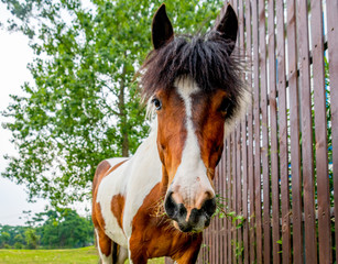 A horse grazing on the grass by the river