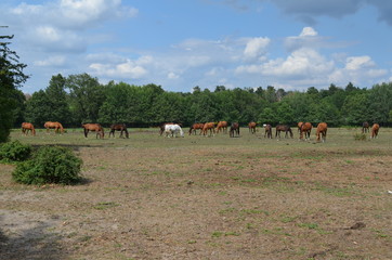 Konie na pastwisku, Polska, Wrocław Stabłowice
