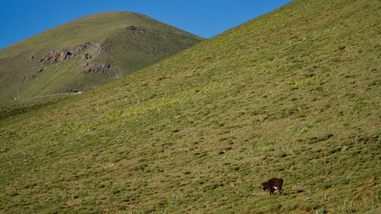 Palandoken mountain, ponds and livestock in the village in Erzurum in summer