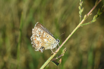 Small blue butterfly, Polyommatus coridon, in nature Chalkhill Blue butterfly or Lysandra coridon 
