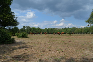 Konie na pastwisku, Polska, Wrocław Stabłowice
