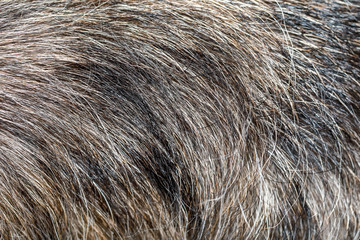 Close up gray dog skin for pattern and background