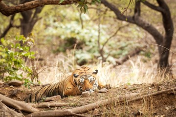 Wild Bengal Tiger (Panthera Tigris Tigris) having rest during hot day in its natural habitat.Ranthambore National Park, Rajasthan, India, endangered species, big beautiful cat