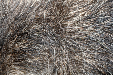 Close up gray dog skin for pattern and background