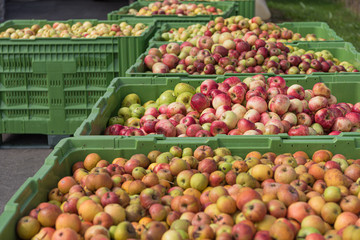 Many ripe fall apples in a container in autumn