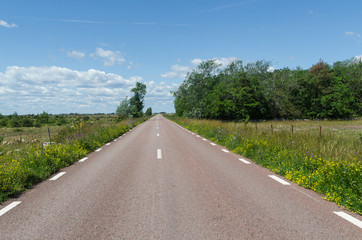 Fototapeta premium Country road surrounded with blossom road sides
