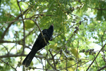 crow on tree
