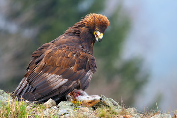 The golden eagle (Aquila chrysaetos) sitting on the rock. Big eagle with fox.