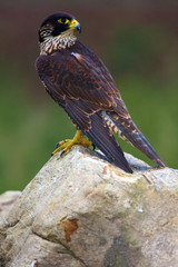 The peregrine falcon (Falco peregrinus), also known as the peregrine sitting on the rock. Very dark...