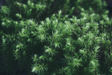 Fototapeta na wymiar green moss background texture. Green background for refreshing. closeup