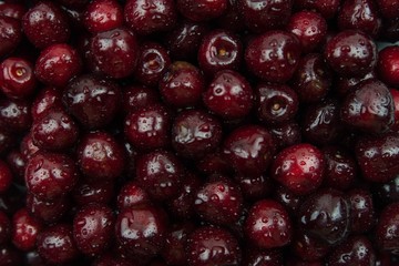 A lot of fresh sweet cherry fruit berries with water drops, close up. Pile of ripe cherries. Large collection of fresh red cherries. Ripe cherries texture background.