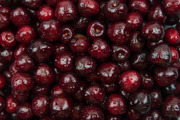 A lot of fresh sweet cherry fruit berries with water drops, close up. Pile of ripe cherries. Large collection of fresh red cherries. Ripe cherries texture background.