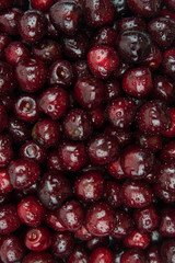A lot of fresh sweet cherry fruit berries with water drops, close up. Pile of ripe cherries. Large collection of fresh red cherries. Ripe cherries texture background.
