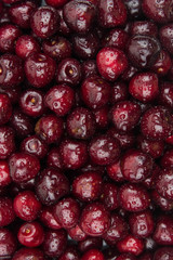 A lot of fresh sweet cherry fruit berries with water drops, close up. Pile of ripe cherries. Large collection of fresh red cherries. Ripe cherries texture background.