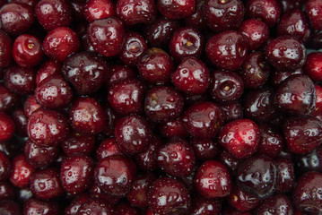 A lot of fresh sweet cherry fruit berries with water drops, close up. Pile of ripe cherries. Large collection of fresh red cherries. Ripe cherries texture background.