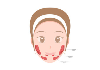 Salivary glands ( sublingual , submandibular and parotid gland )	