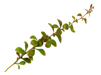 Twig with green and orange leaves