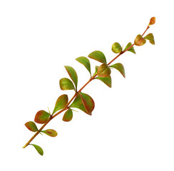Twig with green and orange leaves
