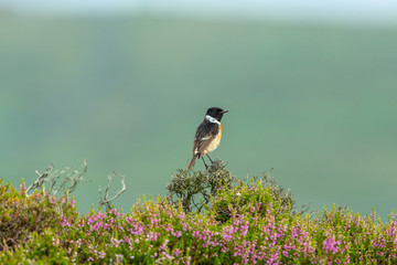 Stonechat, male Stonechat bird in colourful moorland habitat with purple blooming heather.  Landscape, horizontal.  Space for copy.