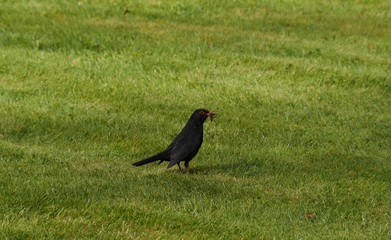 crow on grass