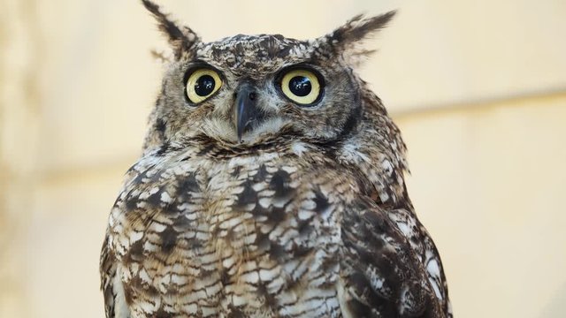 Close-up horned owl with big eyes