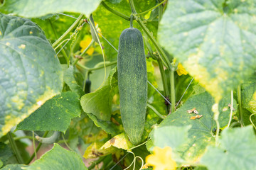Obraz premium Green cucumber hanging on tree
