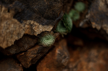 Green succulent plant growing inside the rock