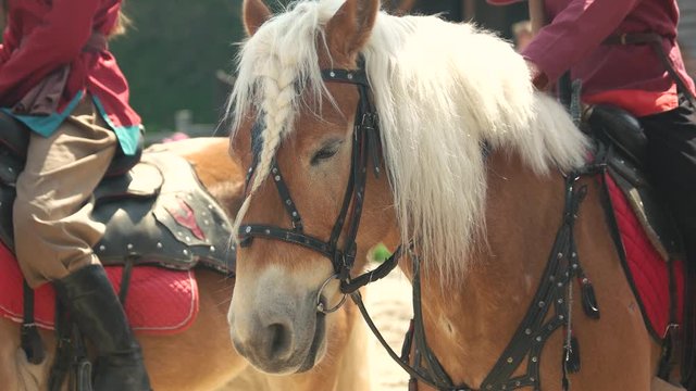 Beautiful brown horse with white mane. Horses with riders in park Kievan Rus. Festival of Medieval culture.