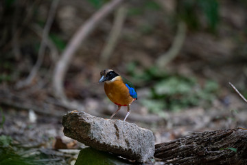 bird on a branch