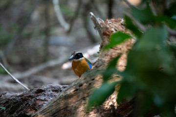 robin on branch
