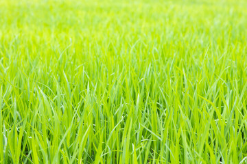 Green rice field with sunlight in the morning.