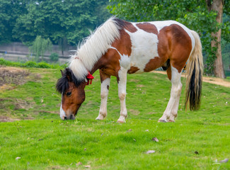 A horse grazing on the grass by the river