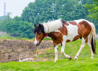 Obraz premium A horse grazing on the grass by the river