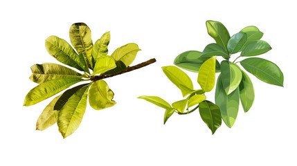 Obraz premium Tropical leaves set isolated on white background. Vector illustration