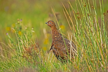 Red Grouse male, facing left in natural moorland habitat with grasses and reeds. Landscape, horizontal.  Space for copy.