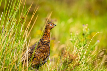 Red Grouse male, facing right in natural moorland habitat with grasses and reeds.  Landscape, horizontal.  Space for copy.